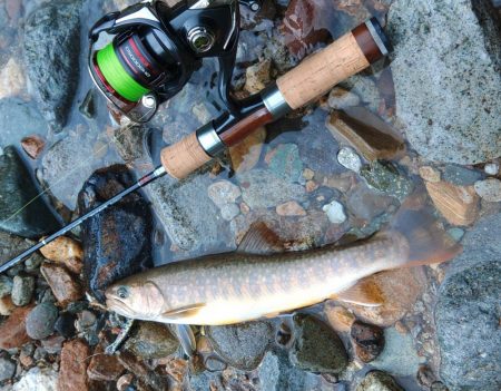 増水の谷でイワナ釣り